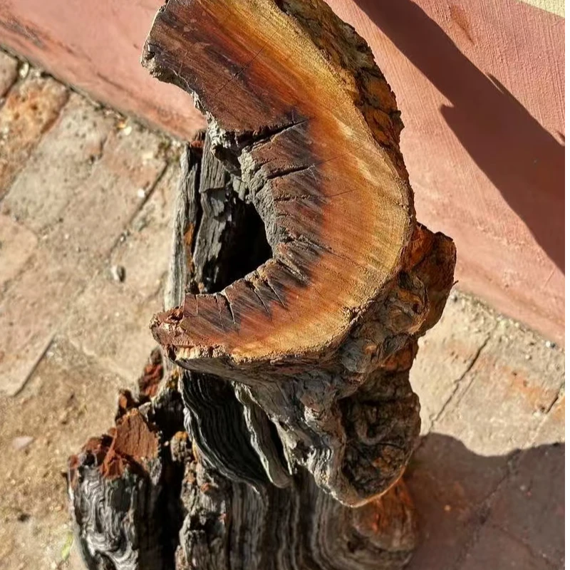 精品枣木福利多多