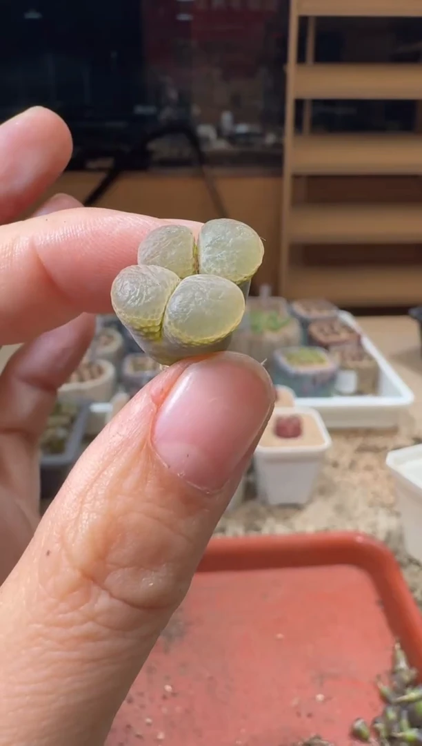 20-299多肉植物肉锥