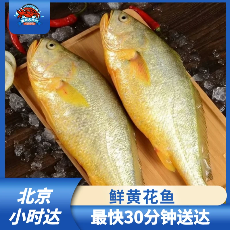 冰鲜黄花鱼 每条约500-600g