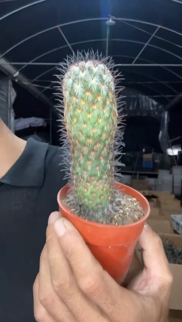 朝雾19.99=======