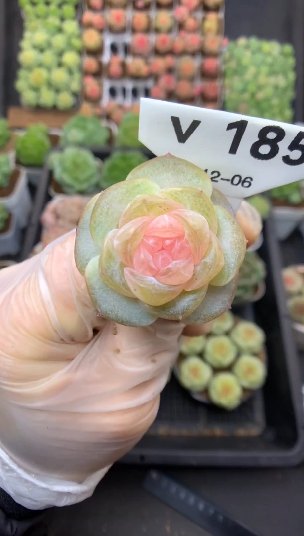 v185 克里斯汀 裸根 15.8