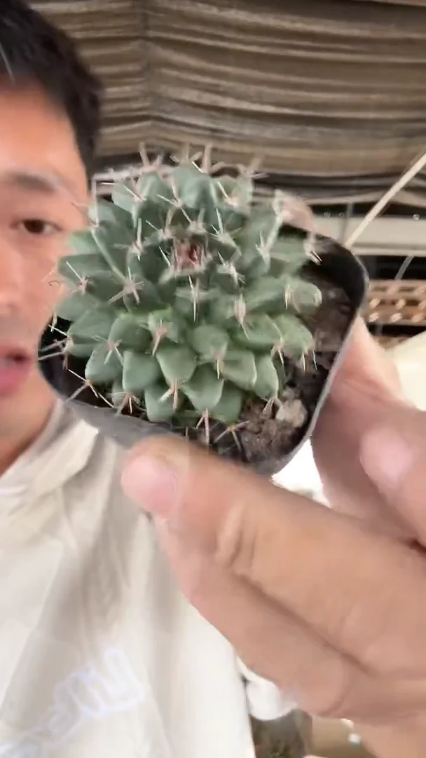 实生金刚石掉刺6.99