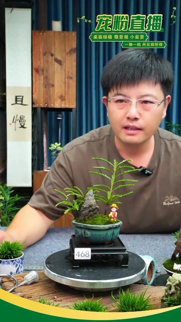 无花朵苔藓微景观468号