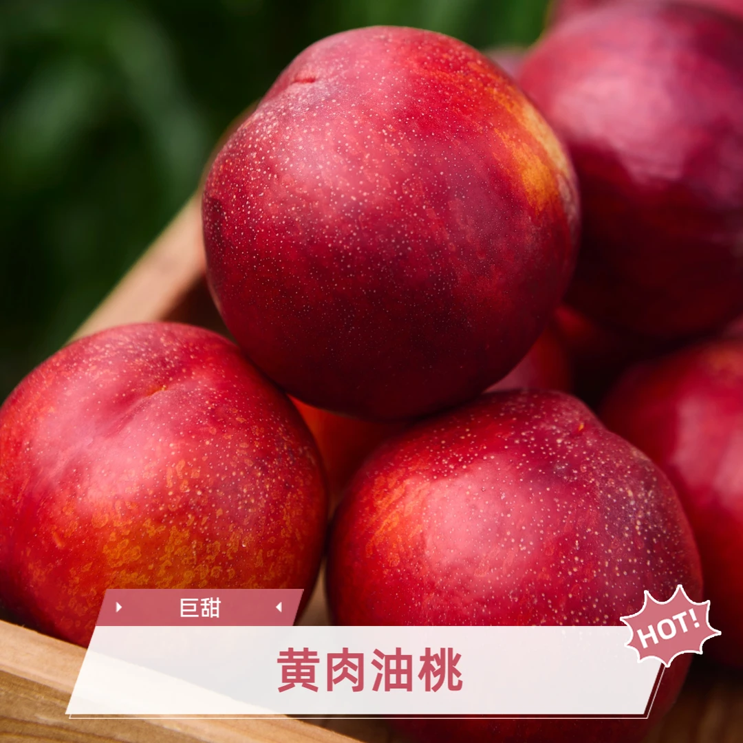 【现摘直发】山西黄肉红油桃中油8号精品新鲜当季桃子脆甜