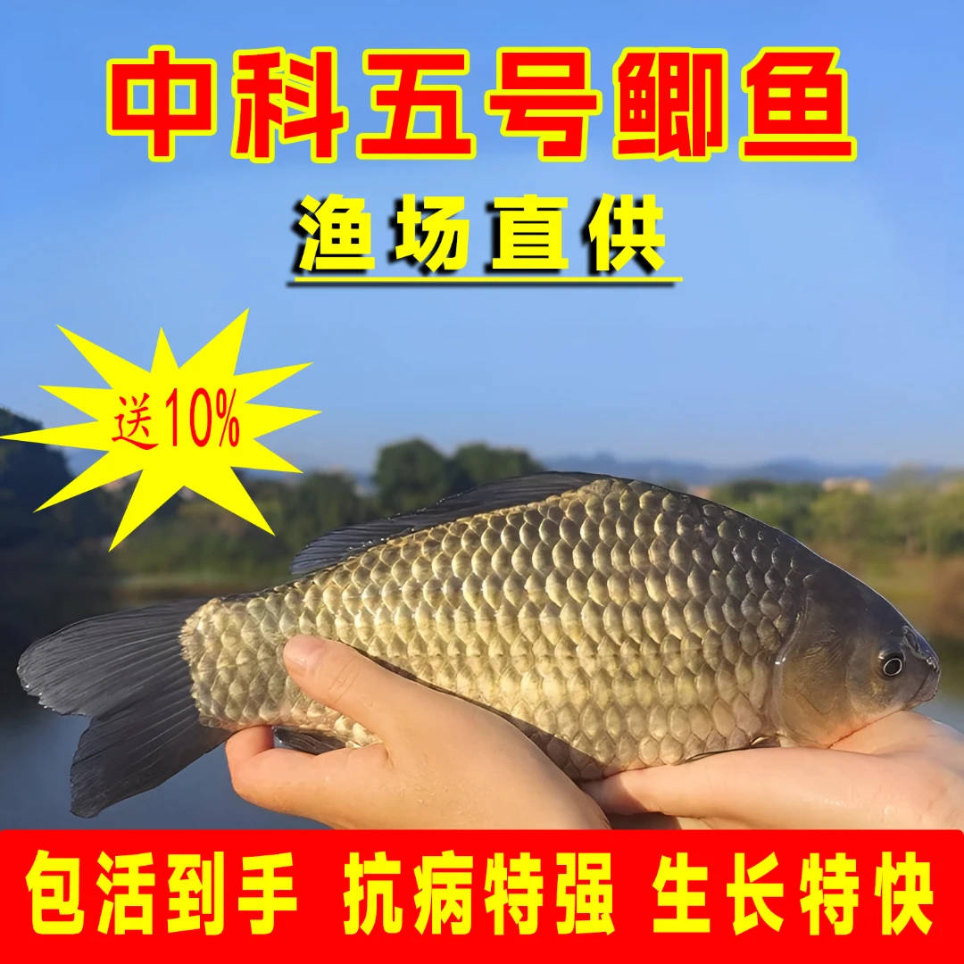 鲫鱼苗中科五号大板鲫活体草鱼青鱼花鲢鱼白鲢鱼淡水观赏鱼冷水鱼