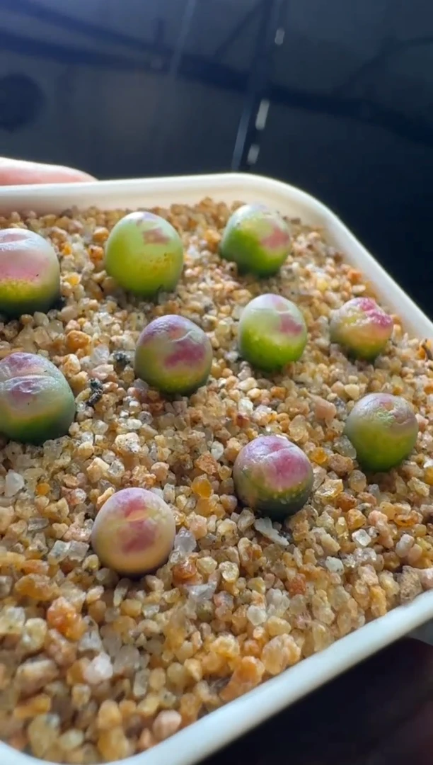 【闪购商品】17-13须藤浩杂交一颗