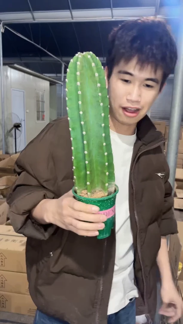 【闪购商品】【带根】25cm+ 量天尺