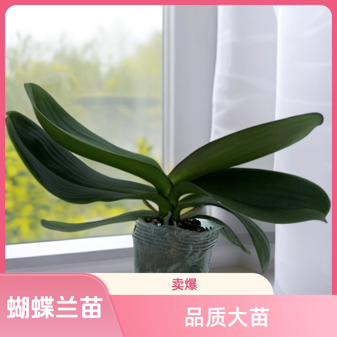 精品无花剑《杭州美女》蝴蝶兰花后苗高品质大苗