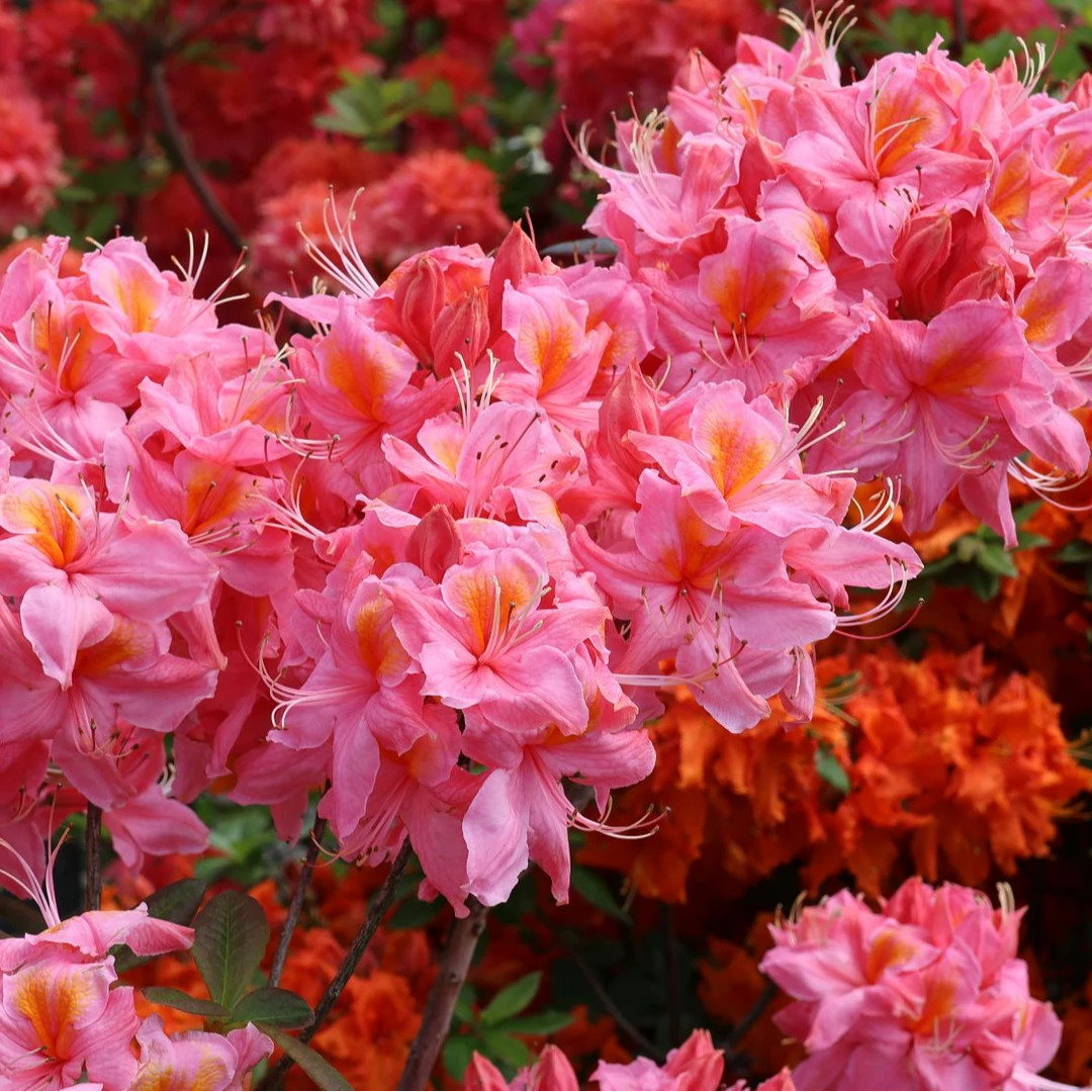 虹越 | 落叶杜鹃“妮妮”盆栽花园景观花卉树庭院多年生花灌木