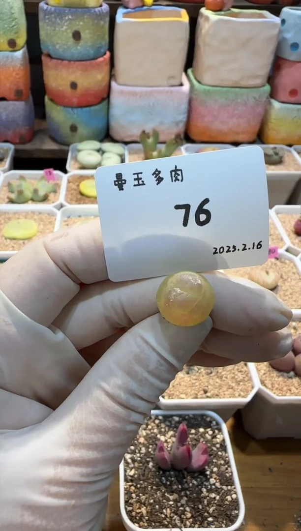 【闪购商品】25.2.16-76小翻翻