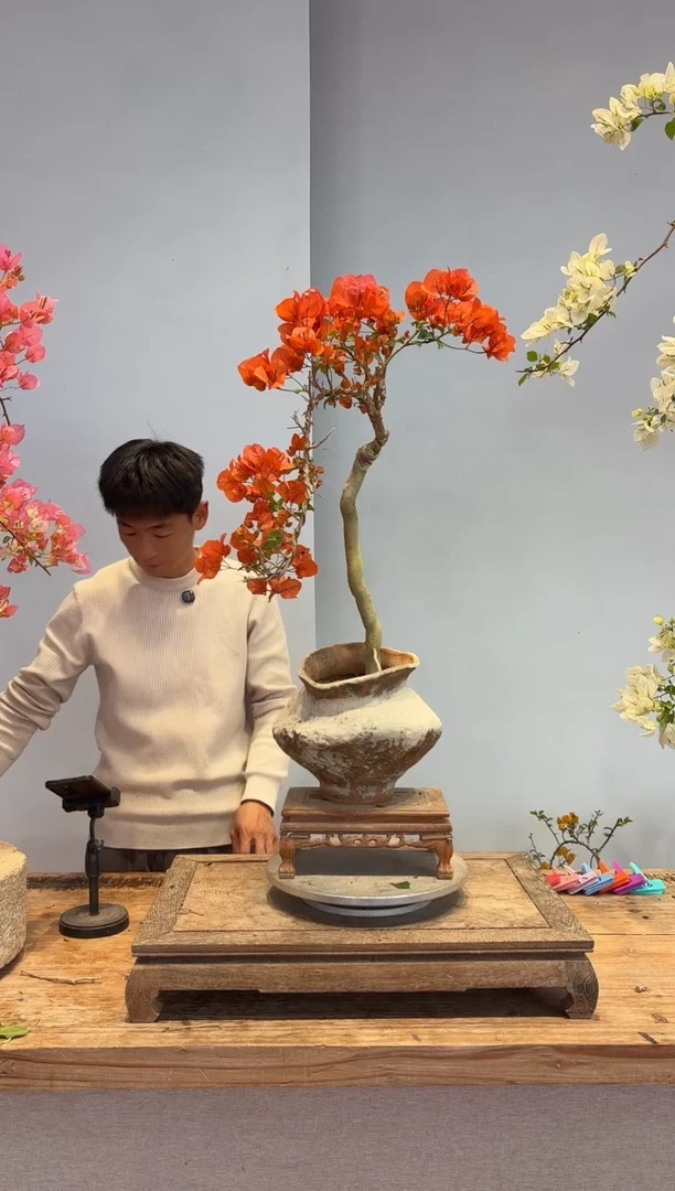 以实际为准张***烦三角梅13