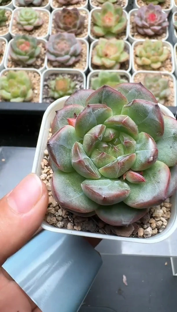193C云禹多肉植物 带盆土纸巾打包 3颗包邮