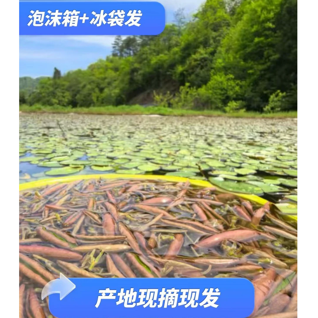 莼菜 来自海拔1500高山新鲜现摘莼菜