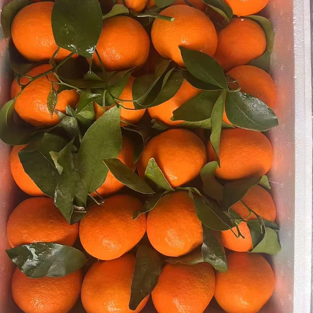 头茬鲜果四川明日见柑橘皇后 3斤