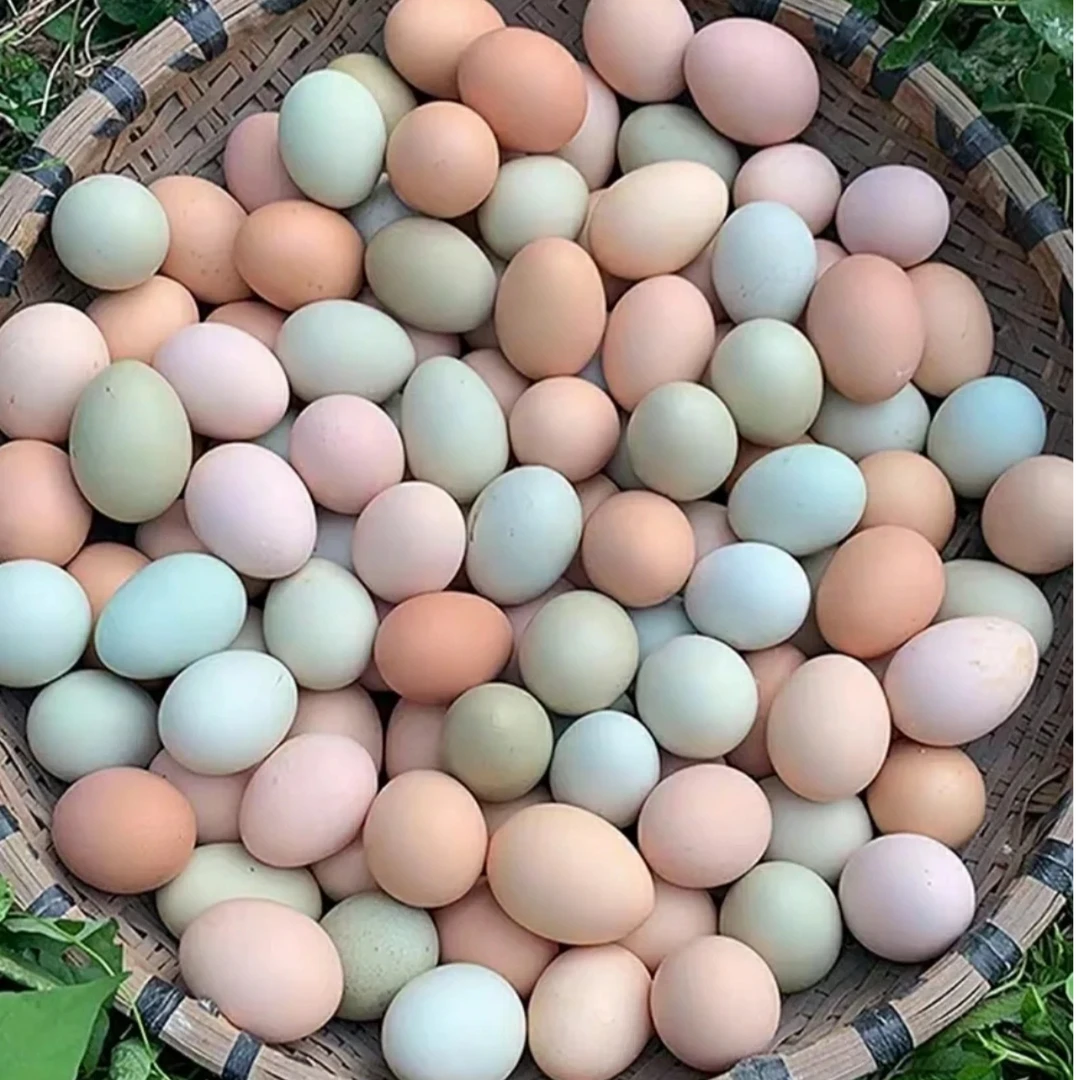 正宗农家散养新鲜土鸡蛋产地直发