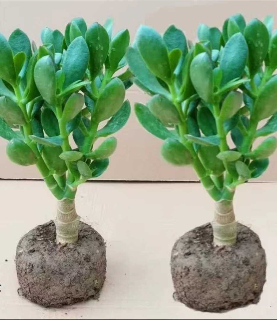 水培植物玉树老桩办公室盆栽多肉盆景