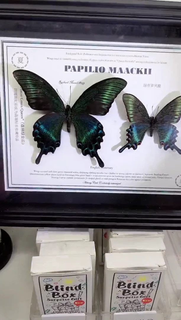 绿带翠凤蝶组合相框标本