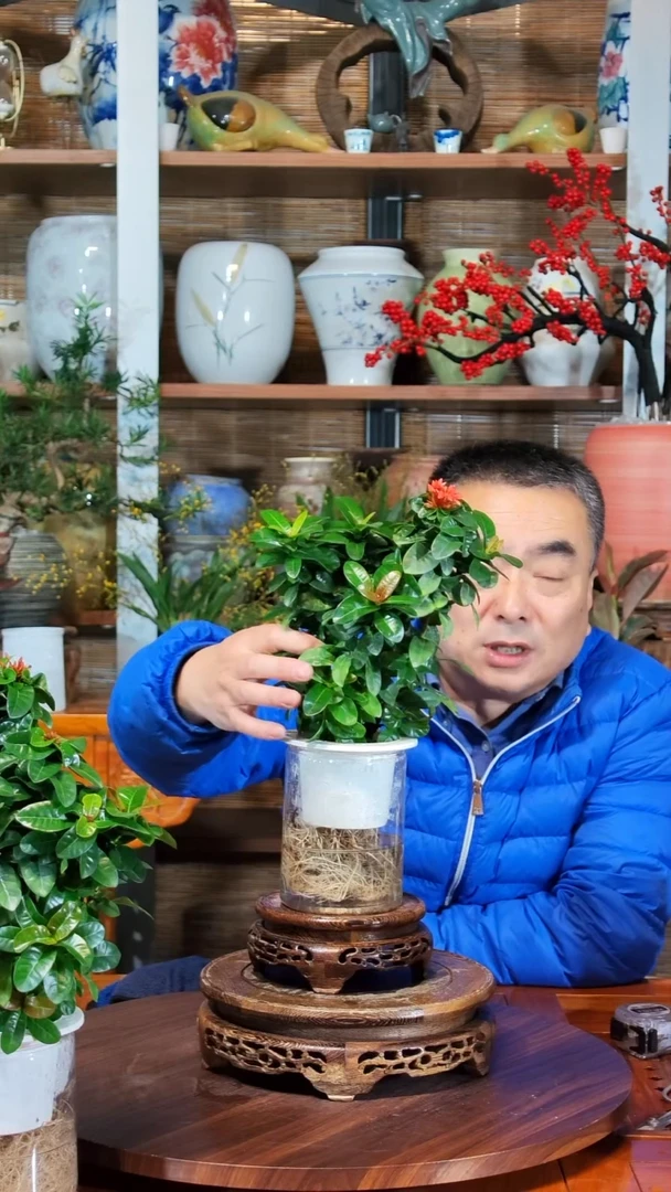 无花朵米***7水之韵水培龙船花