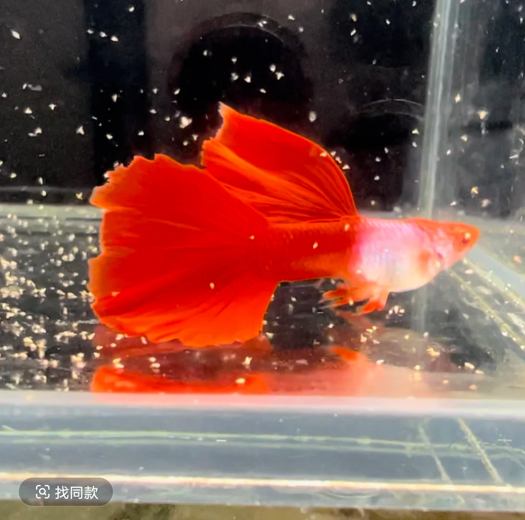 精品孔雀鱼一对一专属链接