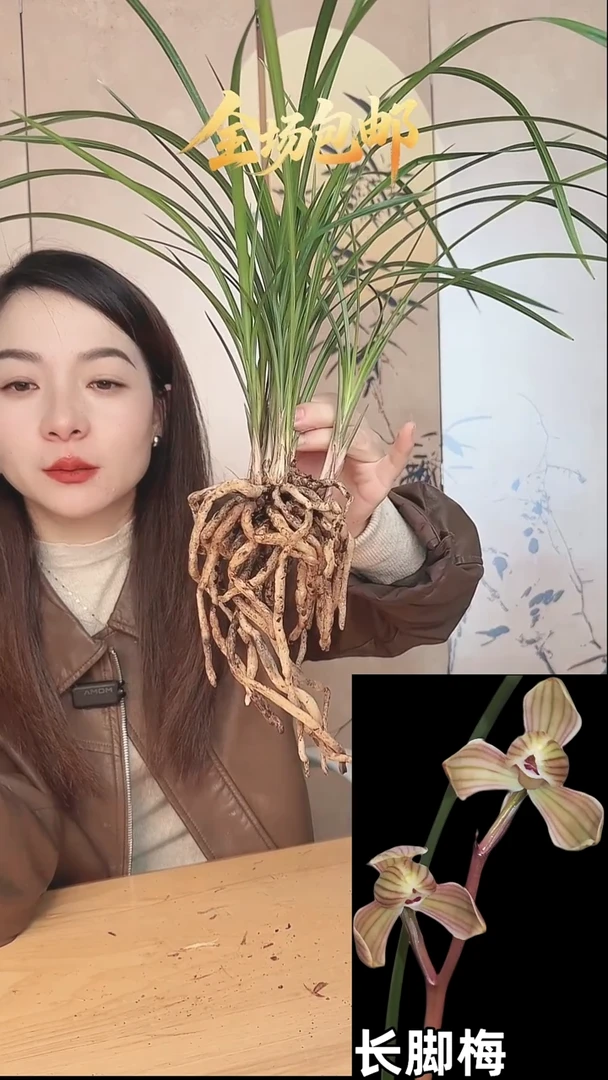 当前无花栽培后可以开花：长脚梅