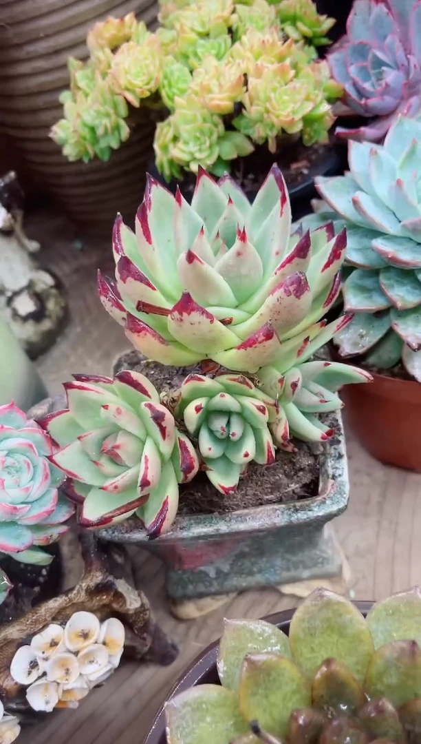 ?****?11053多肉植物一物一拍