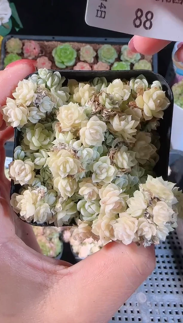 1114-88群生不包整