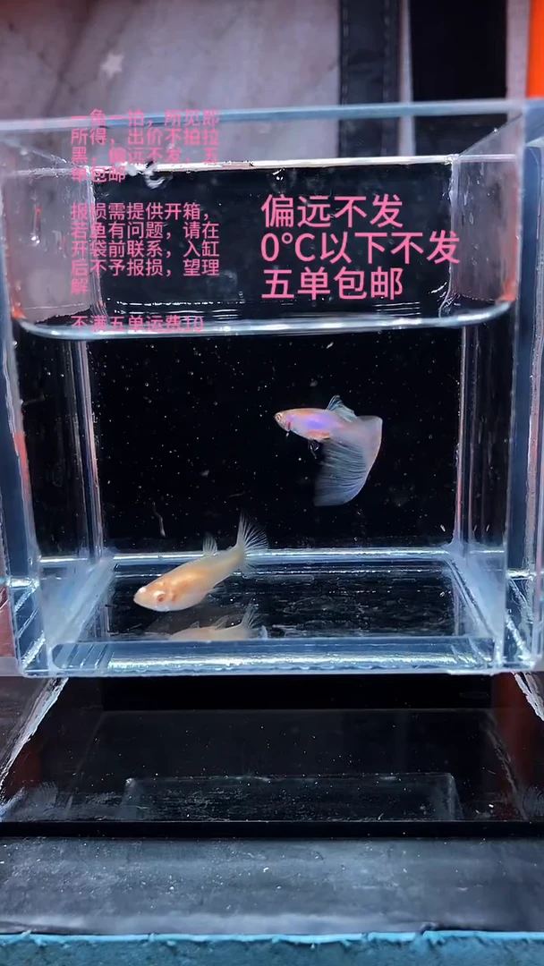 孔雀鱼孔雀鱼 03