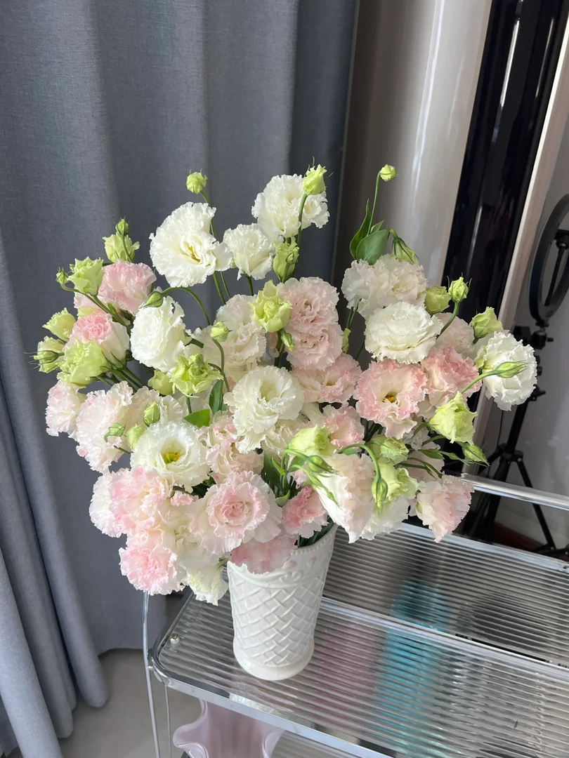 【冰淇淋洋桔梗】粉白色系 收到需醒花 云南基地鲜花直发