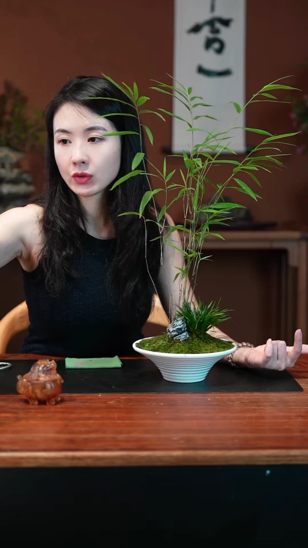 无花朵内门竹白盆盆景盆景盆景