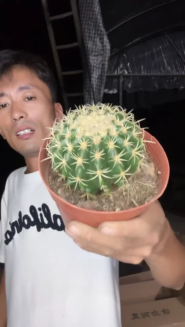 自根短豪刺金虎29.99
