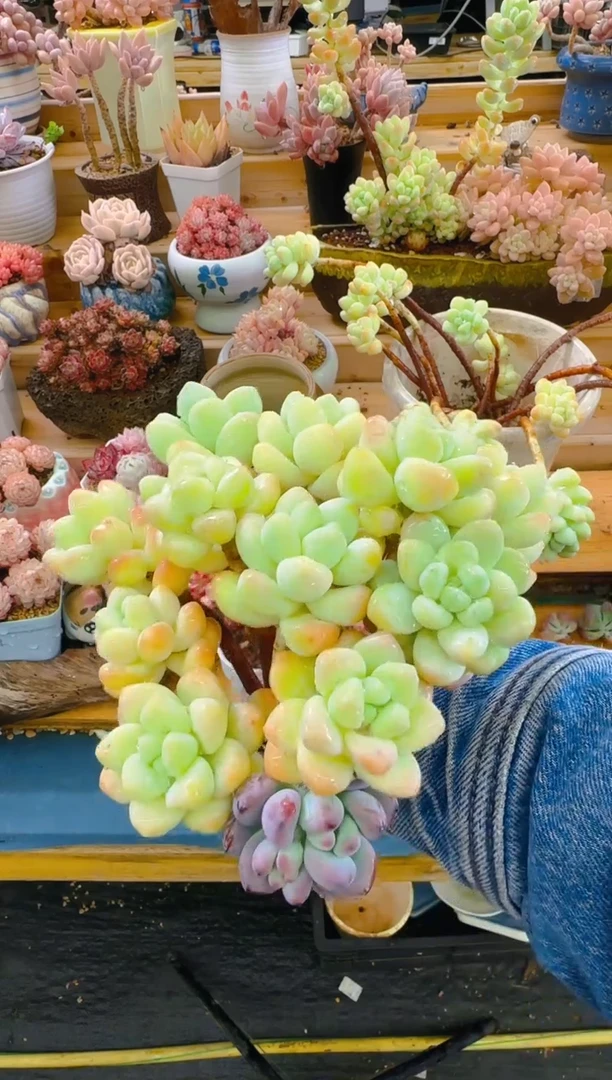 【闪购商品】福—457—仙农（11枝）