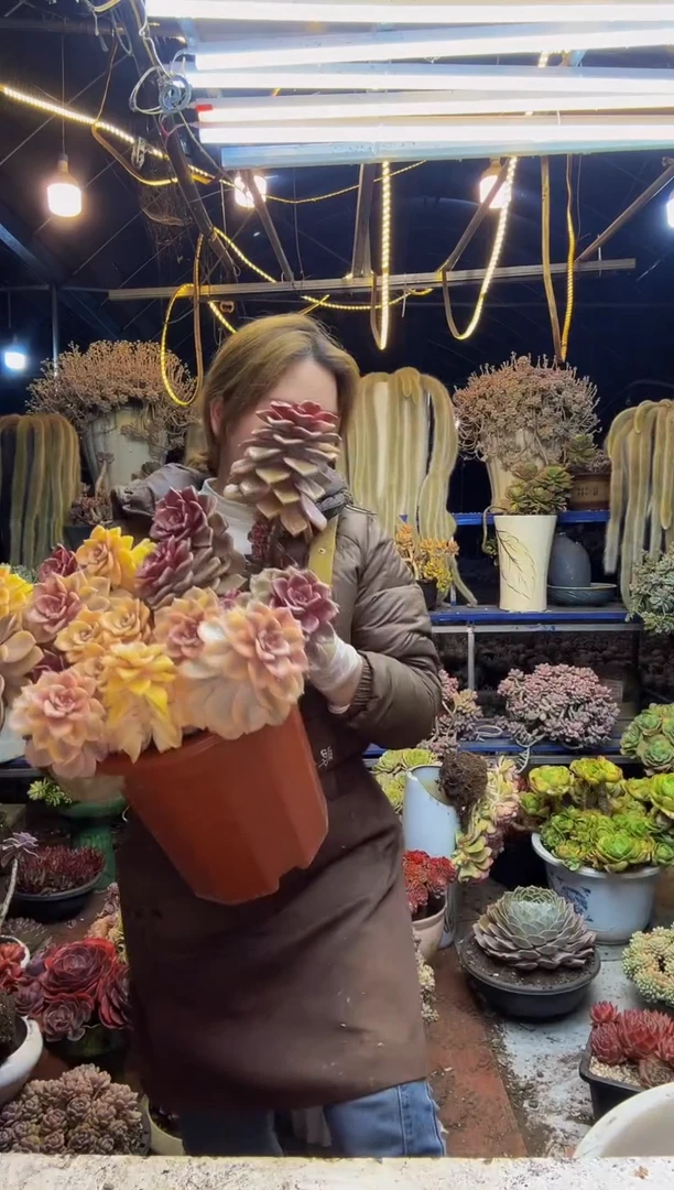 【闪购商品】紫乐锦1号一物一拍（物流自理）