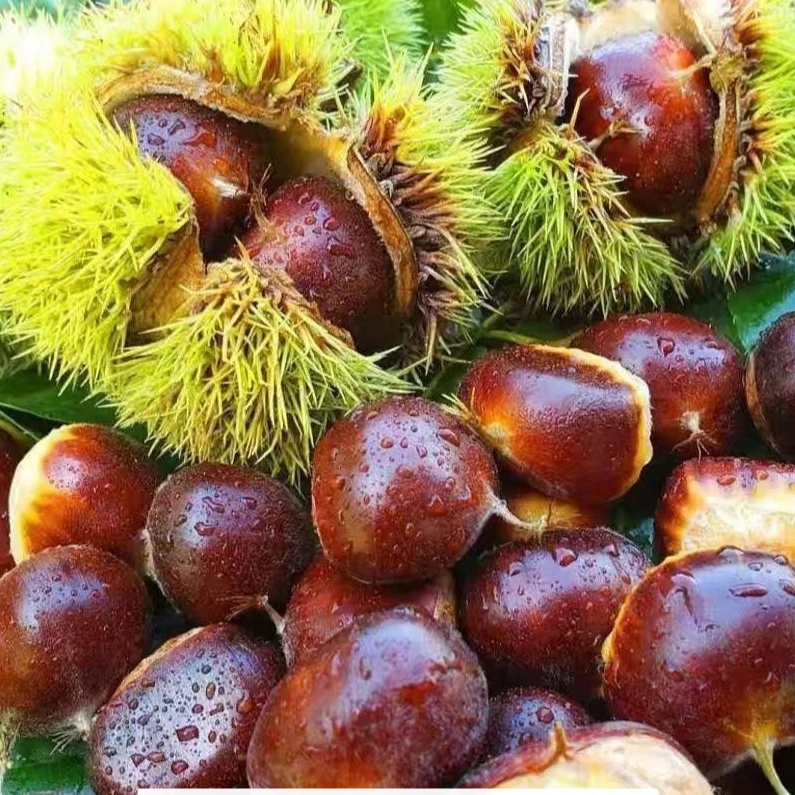 【买3斤送2斤】新鲜当季香甜2可口深山优质大板栗产地直发难剥皮