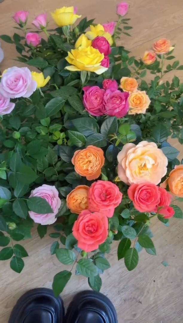 新品种月季4盆，颜色随机不指定哦~