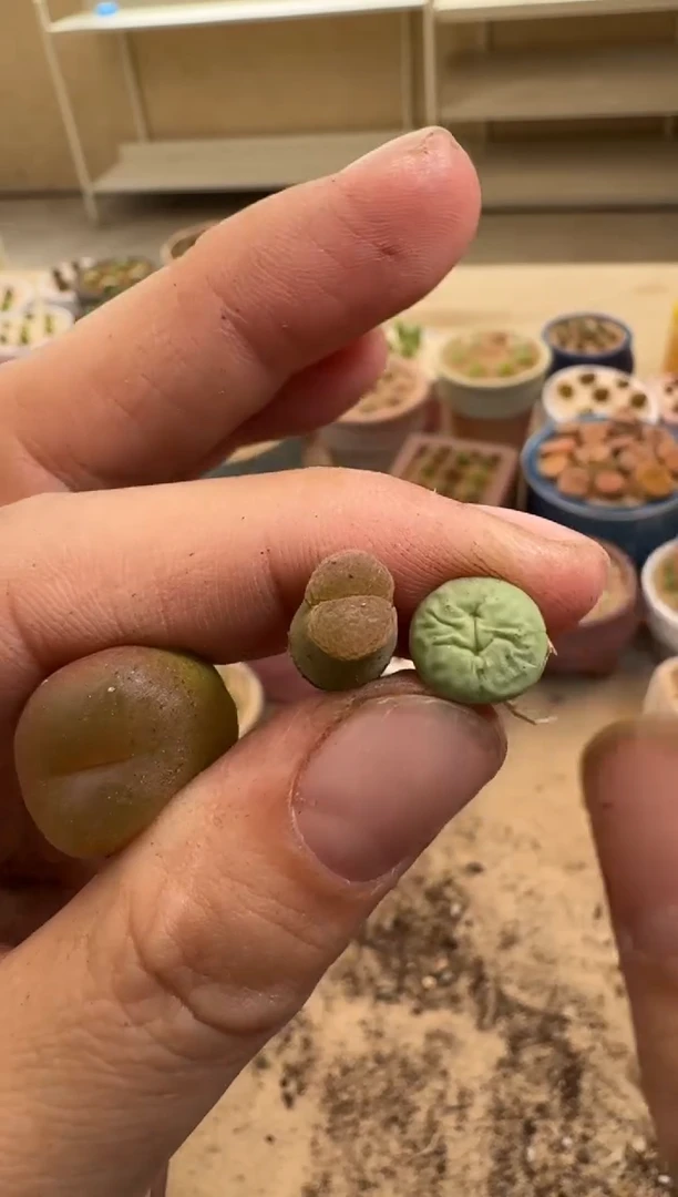 疯狂的多肉石头30-101