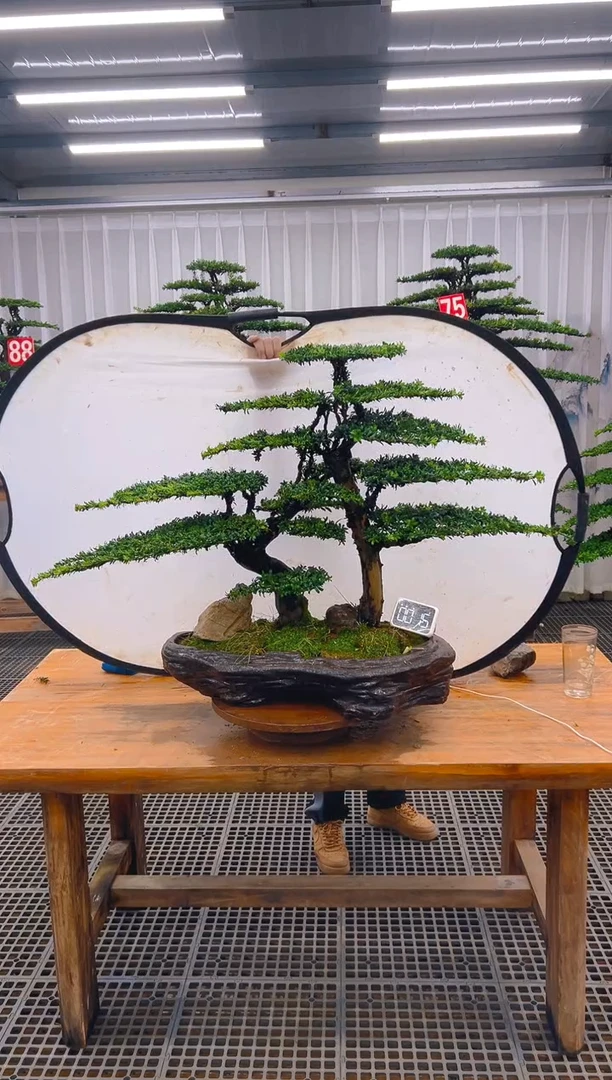 无花朵精品盆景直播间一物一拍