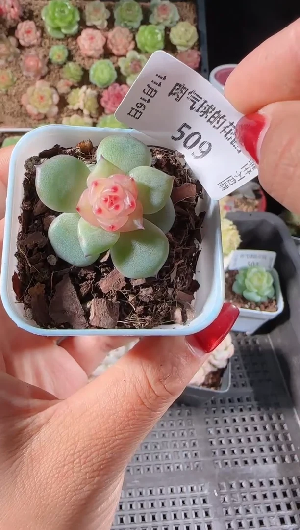 1116-509春桃群生不包整