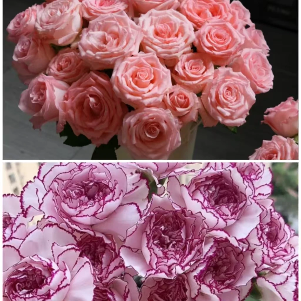 【戴安娜10支+紫精灵康乃馨20支】任意2单鲜花升级顺丰/德邦