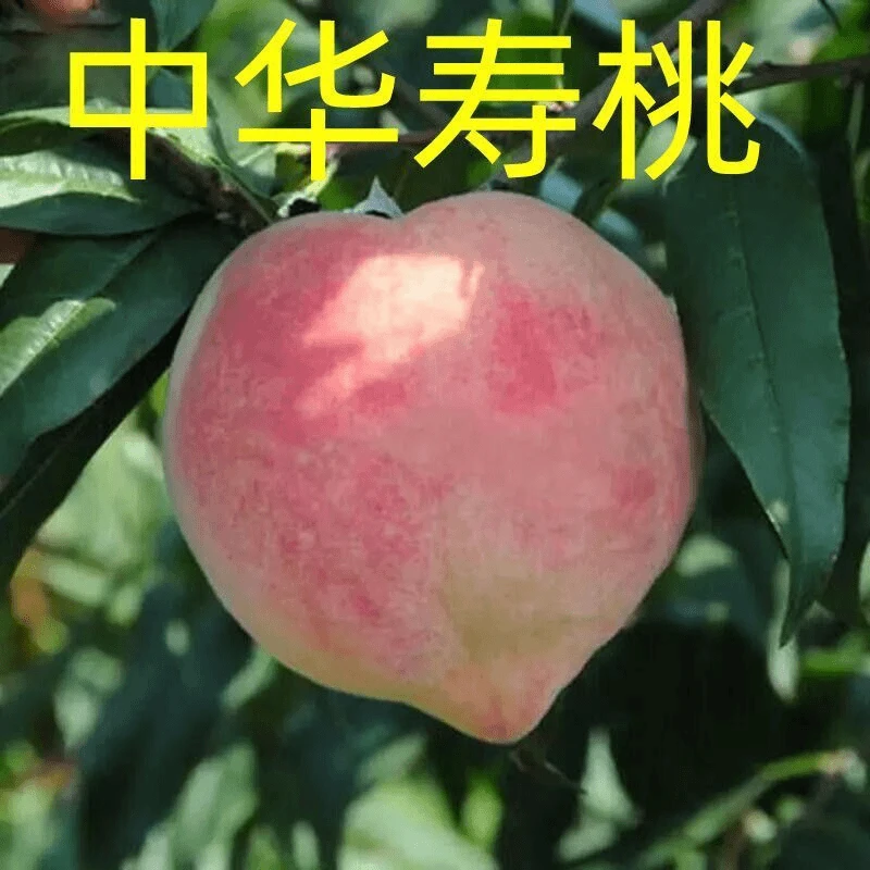 嫁接果苗桃树新品种中华寿桃超甜大黄桃树苗当年结果桃树苗耐寒