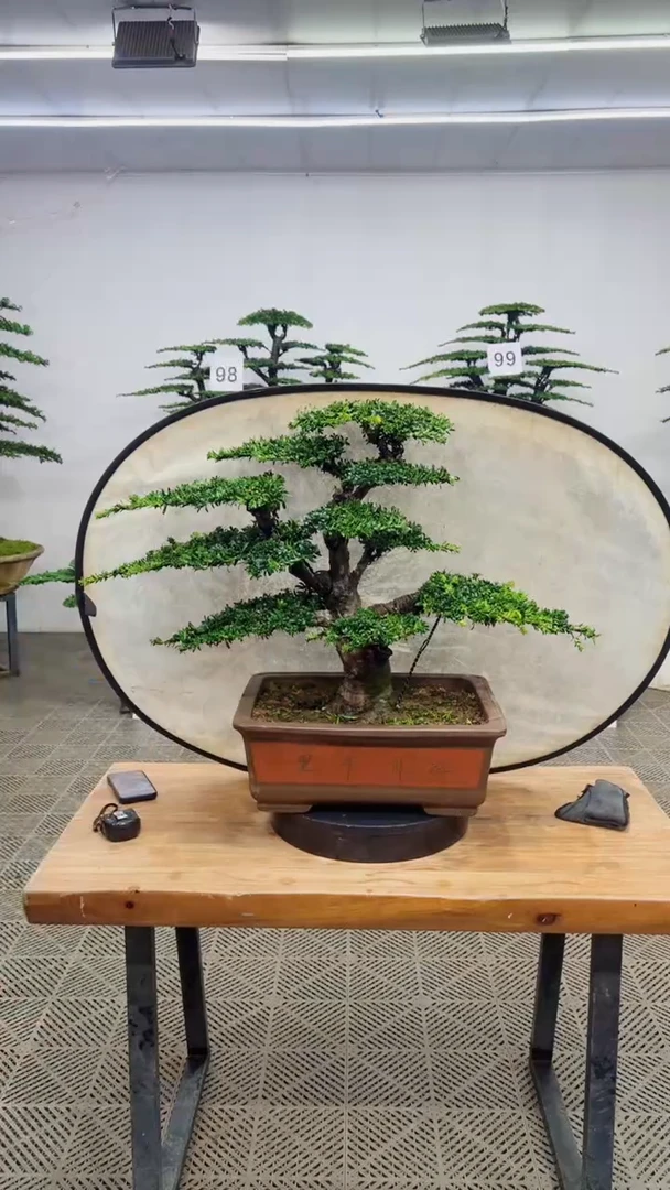 无花朵造型盆景一物一拍