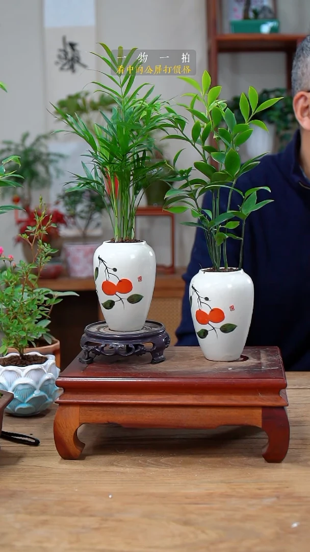 完全开放L***金椰子+竹柏032