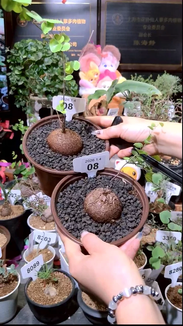 8号0104福利南非龟甲龙买一送一