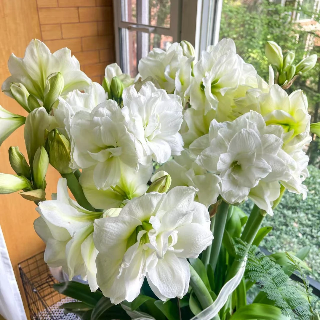 【阿佛雷】朱顶红重瓣自然球 包对版【送肥料】