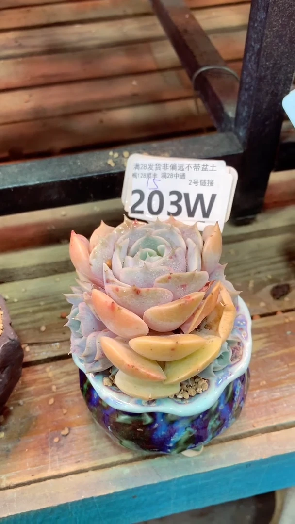 203W（一物一拍实付满28发货，默认不带盆土）