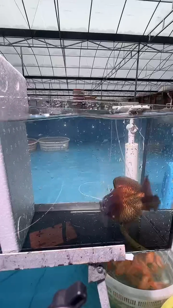 金鱼满两只包邮 开箱视频售后