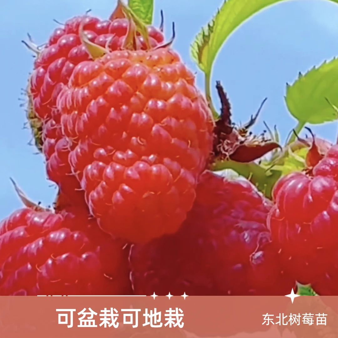 东北耐寒树莓 可盆栽可地栽