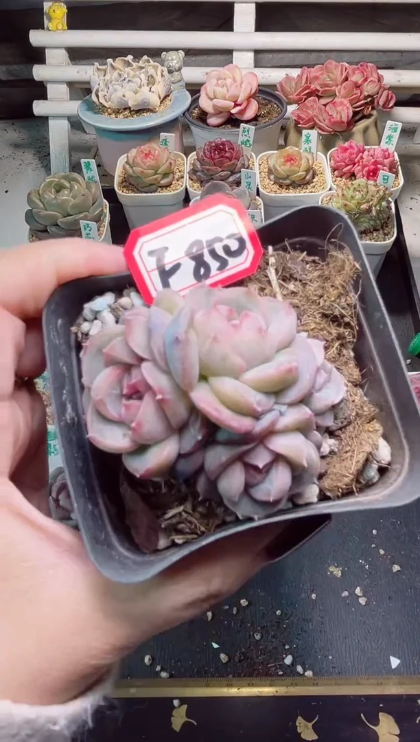 【闪购商品】F850魅影群一物一拍