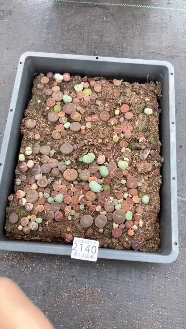 2140特价日轮混合框有疤瑕疵带土带盆发货