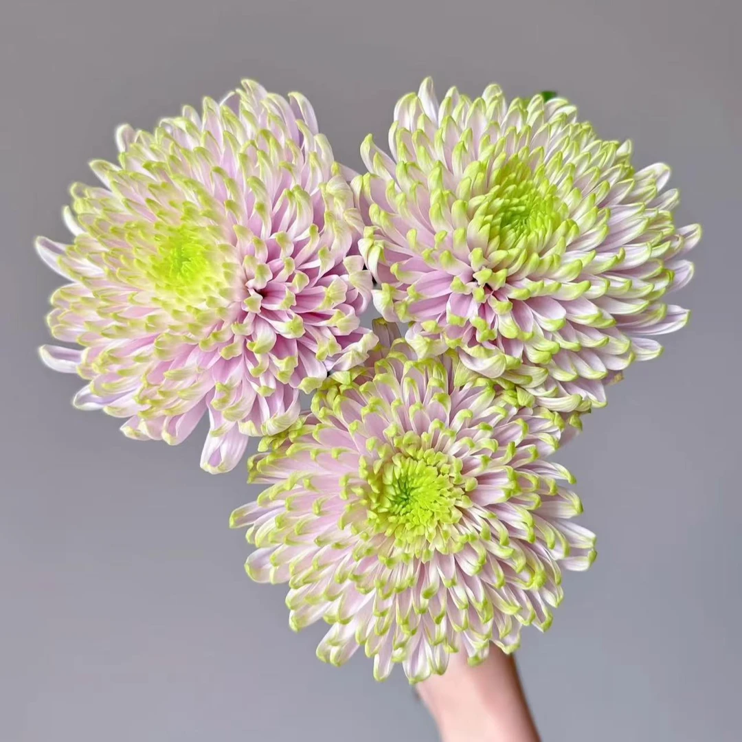 A级稀有罗斯安娜粉绿烟花菊10支花努力鲜花