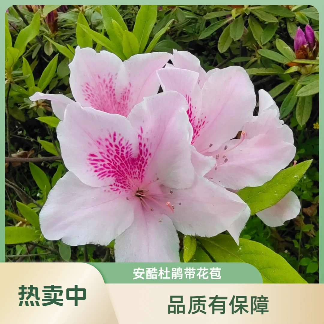 【2加仑】四季安酷杜鹃花皇室冠幅大树型好根系壮带盆带花苞好养活